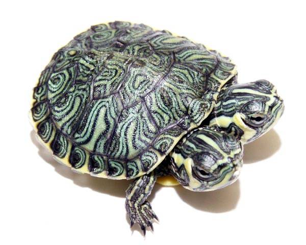 2-Two_Headed_Yellow_Belly_Slider_Turtle_For_Sale_Picture_1