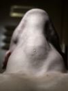 Images of body parts, muscle bodies, muscle gays, armpits, sweaty armpits, hairy bellies, treasure trail, hairy gays, hairy armpits, licking armpits, muscles, skin, shaft, queer art, gay photographer Florian Hetz from Berlin who manage the bar at Berghain/Panorama bar.